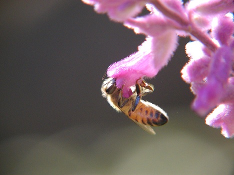 honeybee mystery